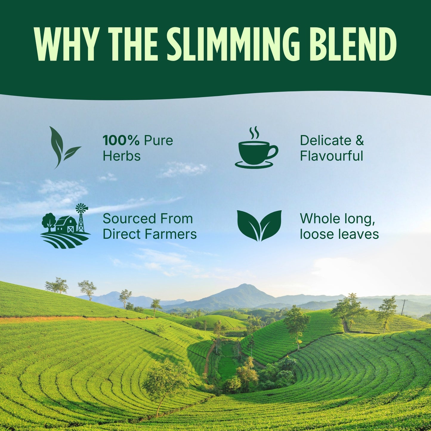 Zidella Herbals Slimming Blend Herbal Tea For Weight Loss - 100gm