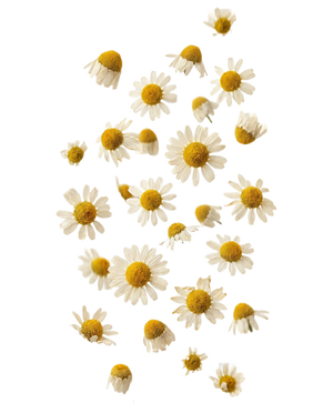 Chamomile