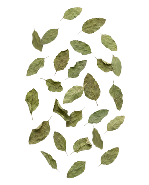 Tulsi Leaves