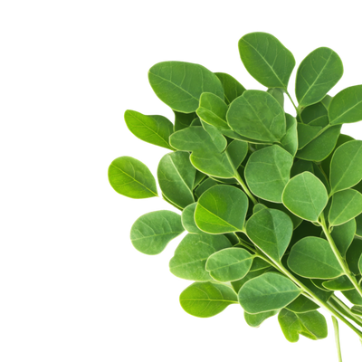 Moringa