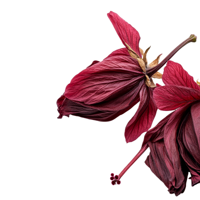 Hibiscus Flowers