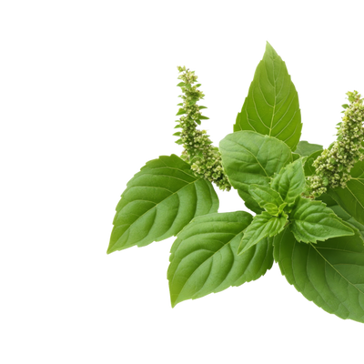 Tulsi