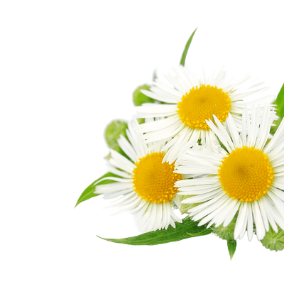 Chamomile Flowers